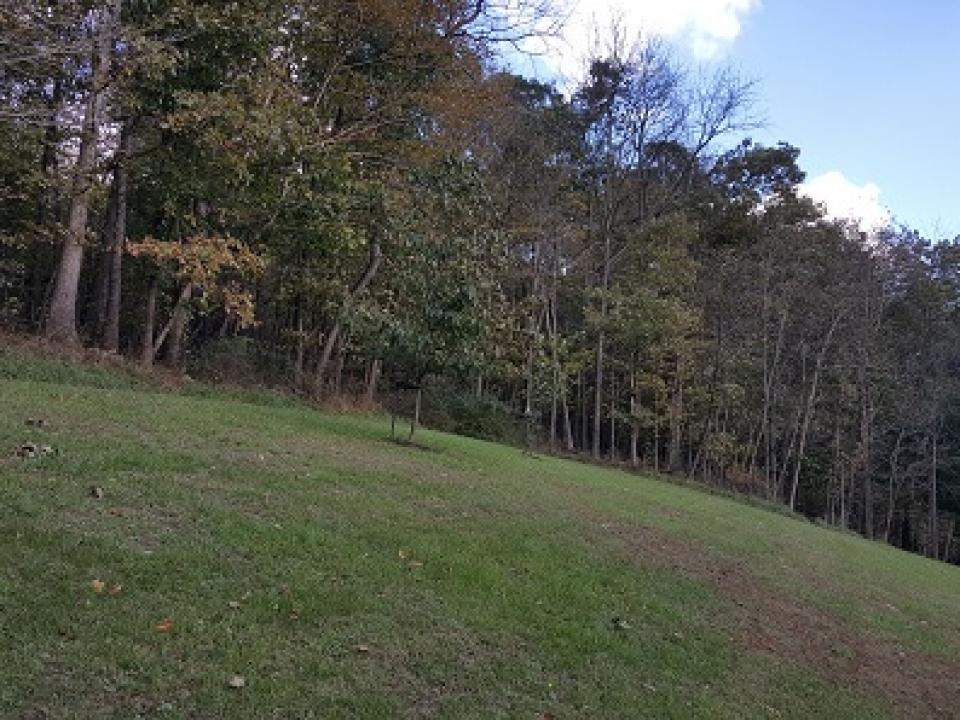 American chestnut trees 