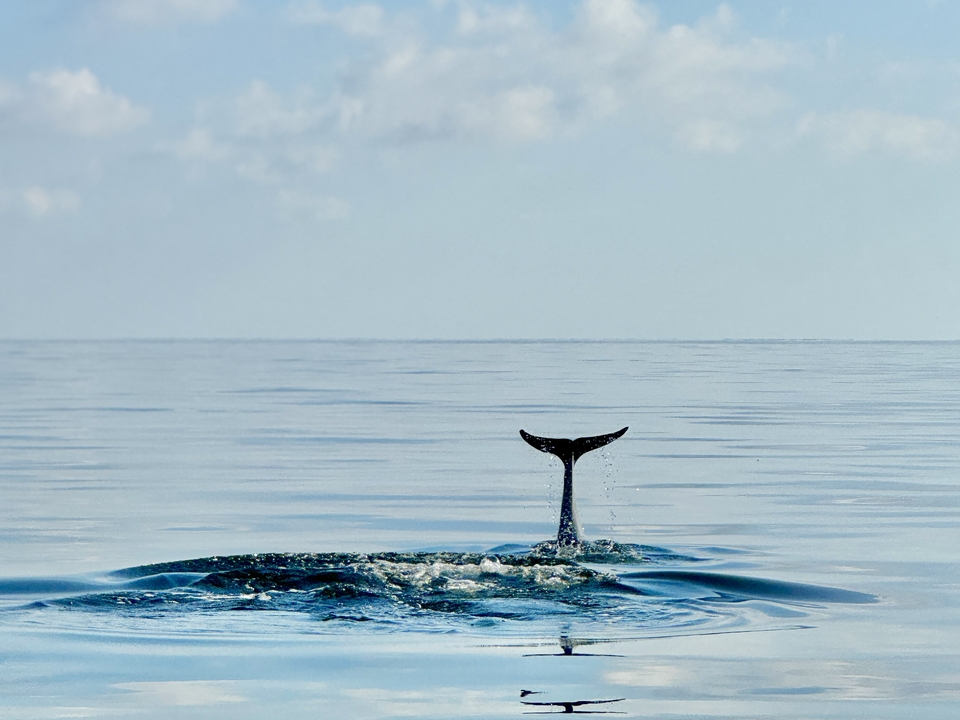 Photo of a dolphin tail visible in the Rappahannock River