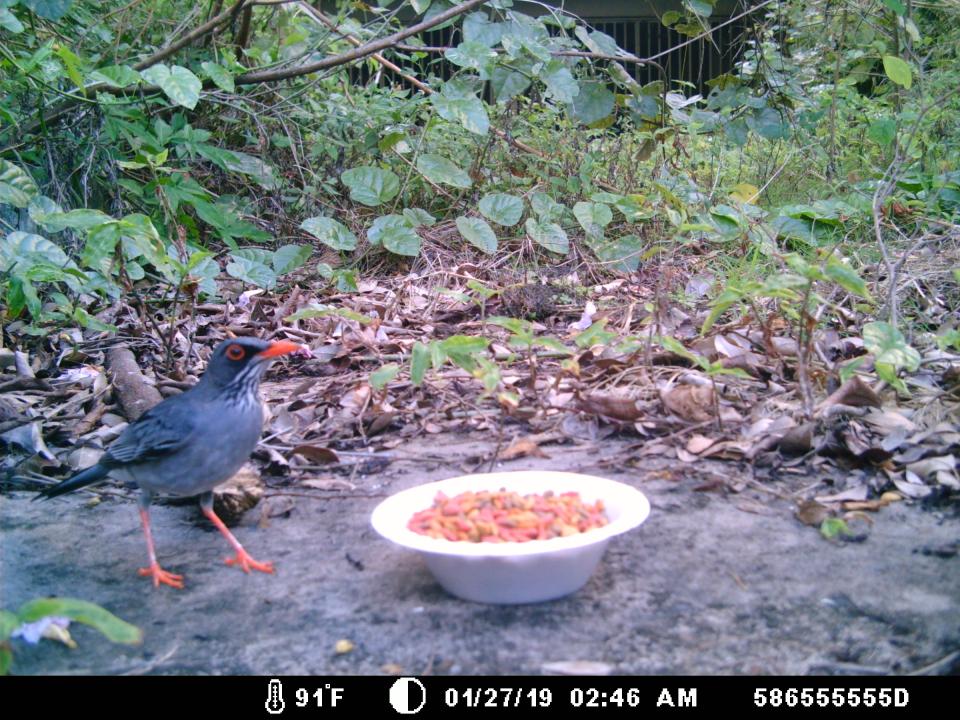 Bird captured on trail cam