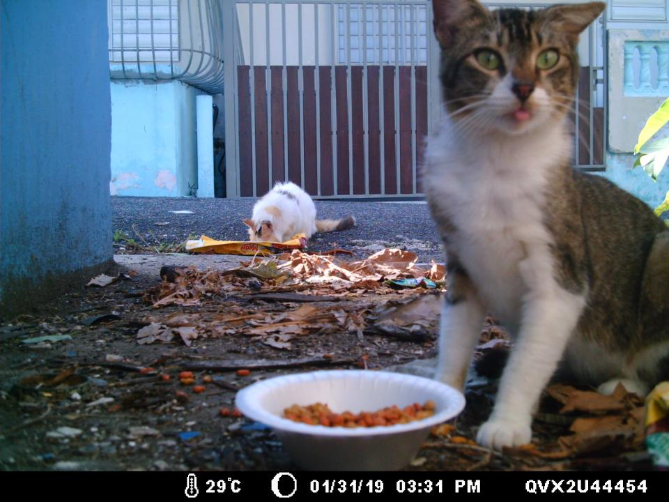 Free roaming domestic cat caught on camera with plate of food in Puerto RIco