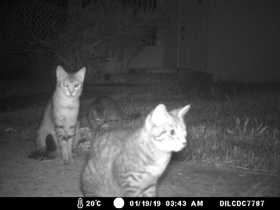 Three cats captured on camera in a suburban neighborhood. 