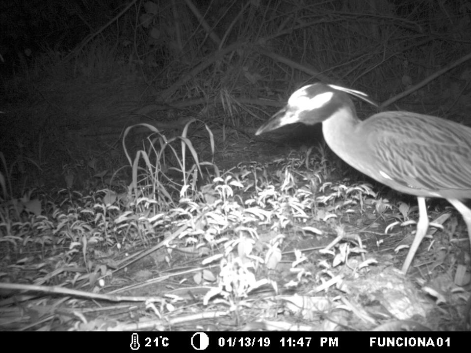 Large bird captured on trail cam at night