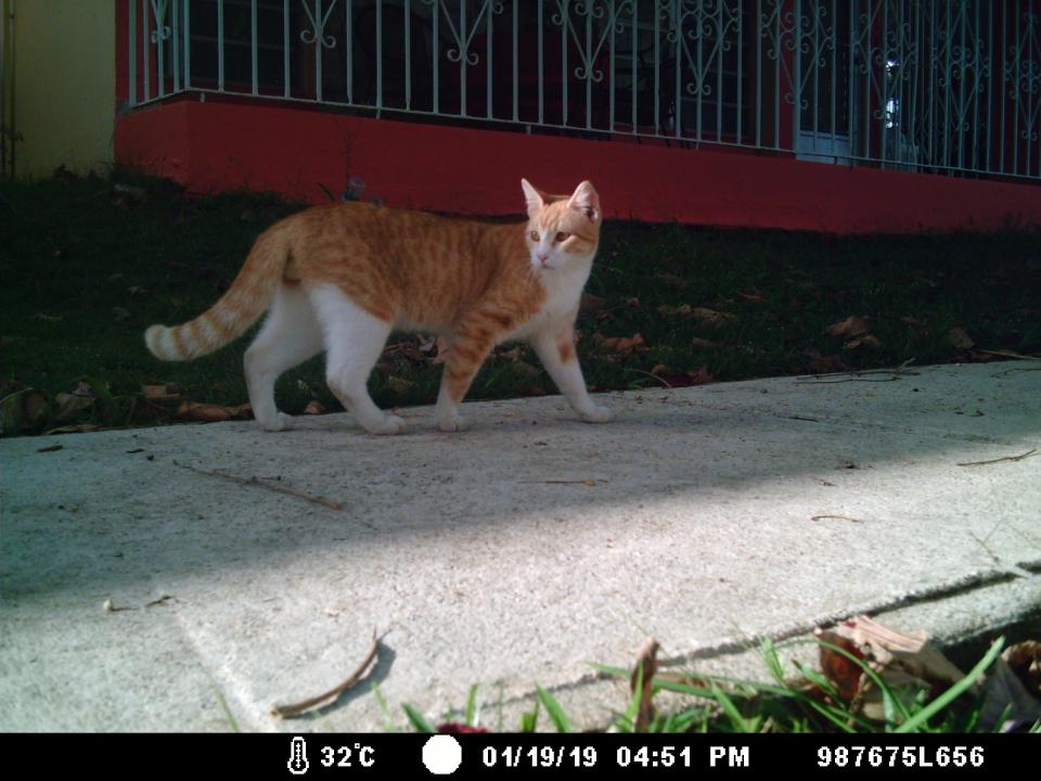 Unneutered male cat in a suburban neighborhood. 