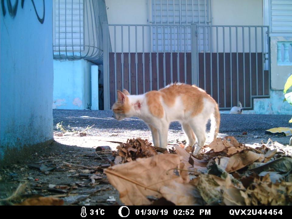 Another injured cat in downtown San Juan. 