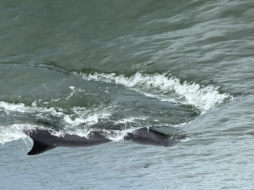 Dolphins in the St. Mary's River