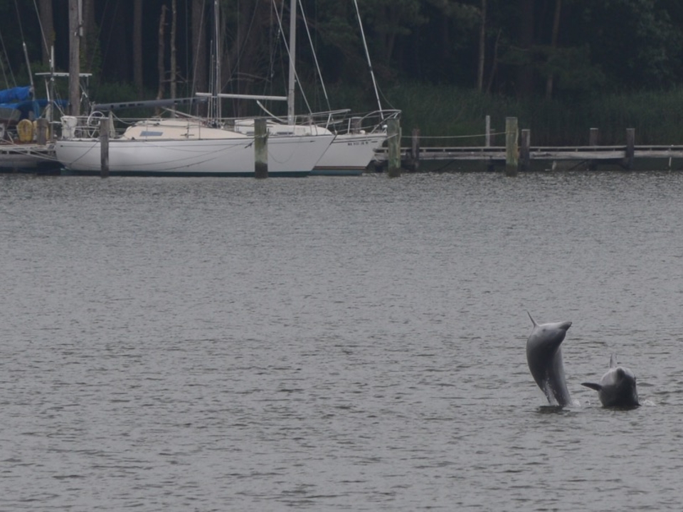 Dolphins in Tilghman Creek