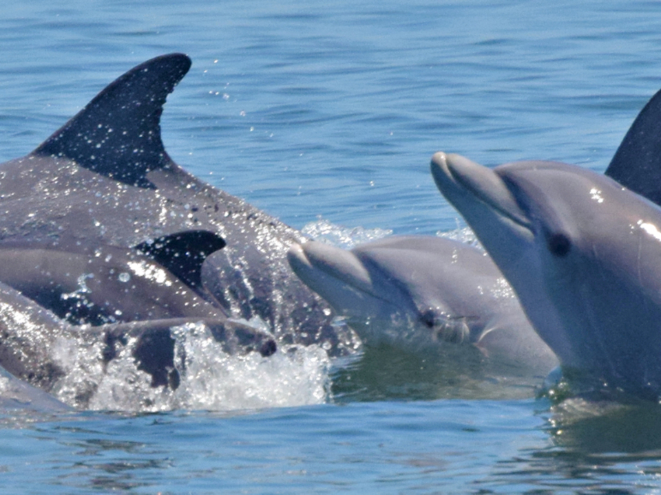 Dolphins in the lower Chesapeake Bay