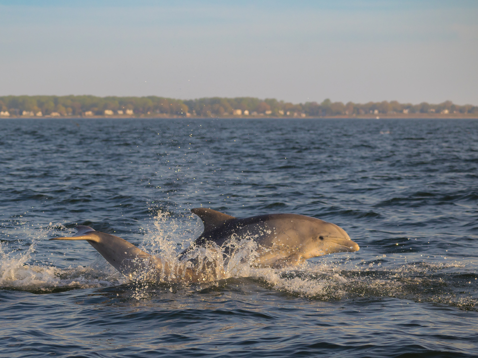 Dolphin in the middle Chesapeake Bay