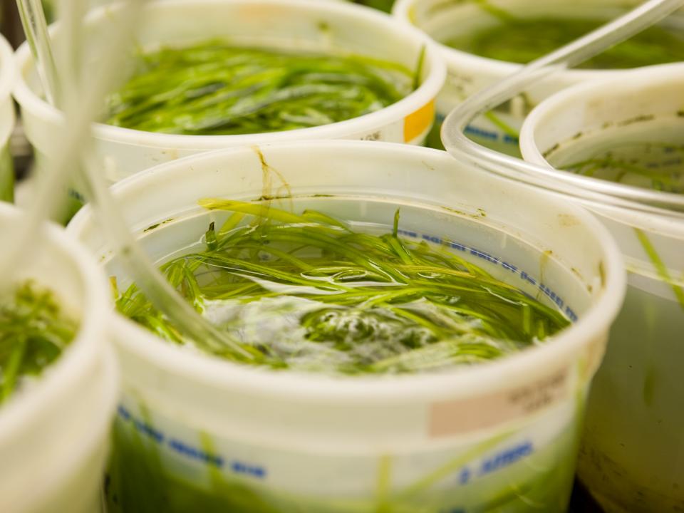 Photo of Vallisneria plants in AL greenhouse