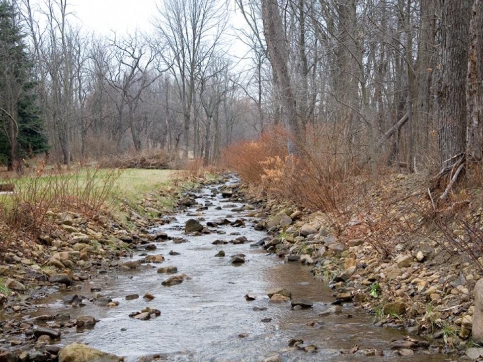 stream with forest and lawn