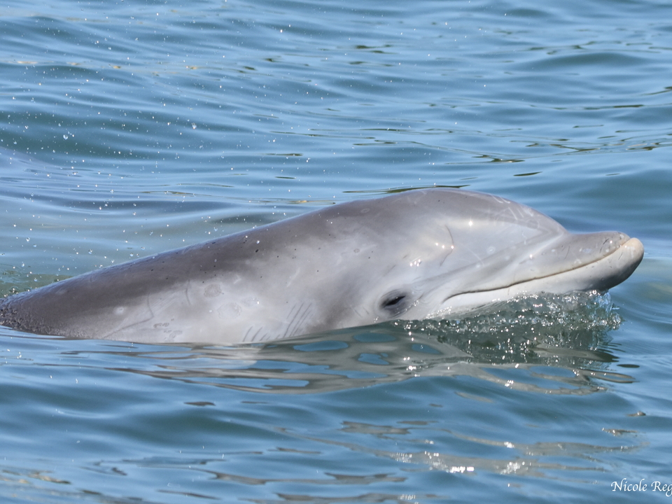 Dolphin in the Atlantic Ocean