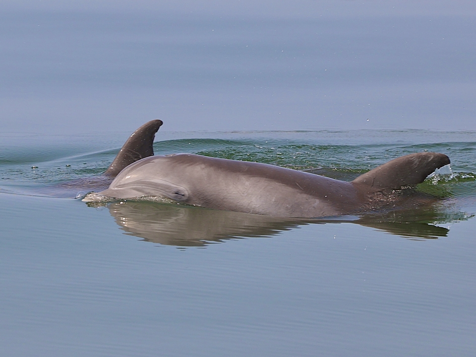 Dolphins in Fleets Bay