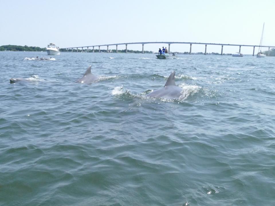 Dolphins in Solomons by Philip Yunger