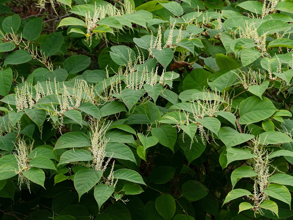 Photo of Japanese Knotweed, a plant invasive to North America