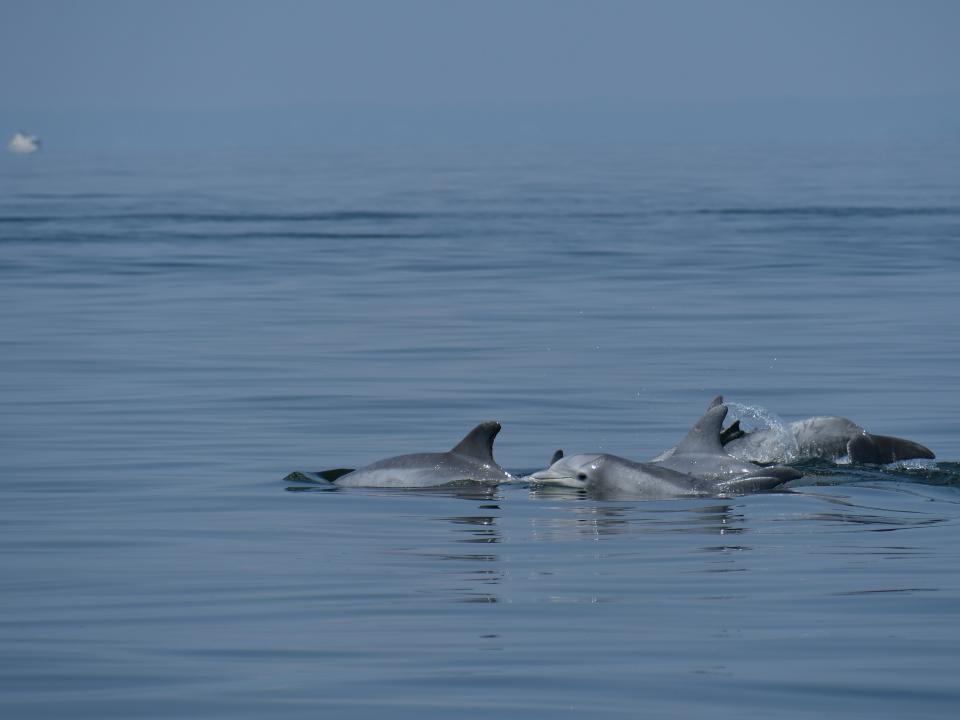 A pod of dolphins breach the water's surface in Chesapeake Bay