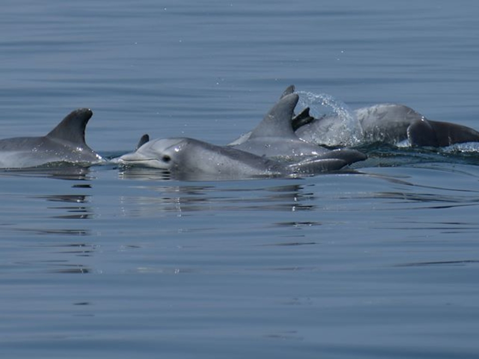 Dolphins in the Bay