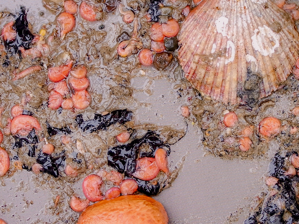 Deep sea arctic shells 