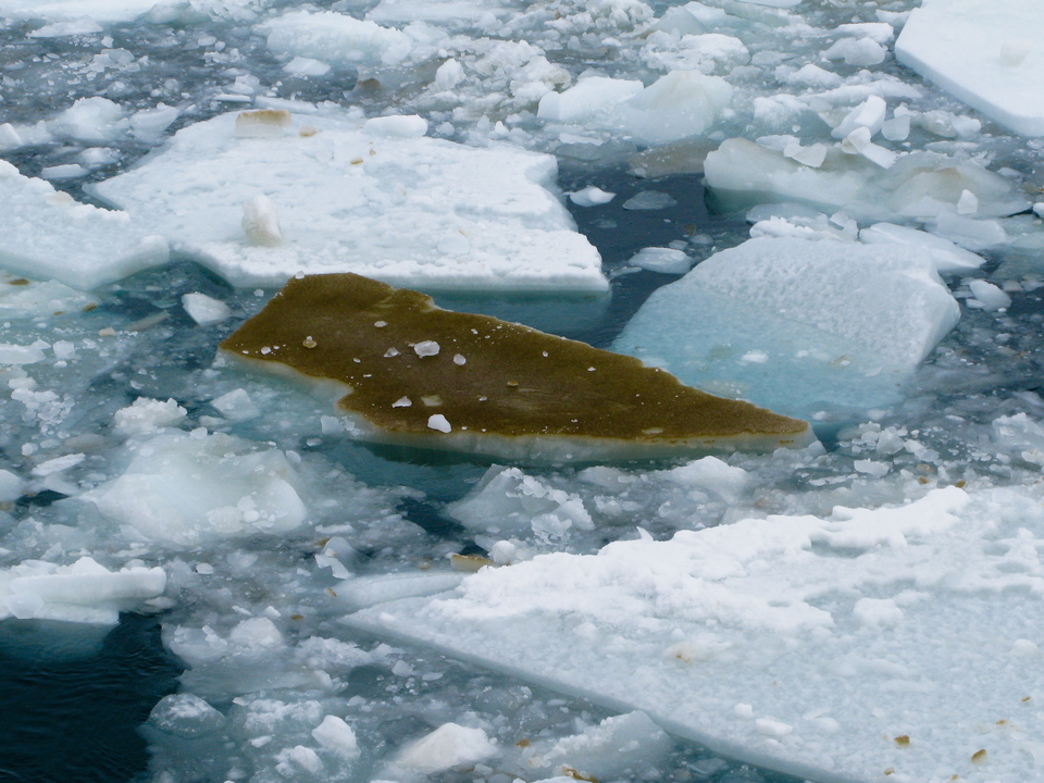 Sea Ice Algae