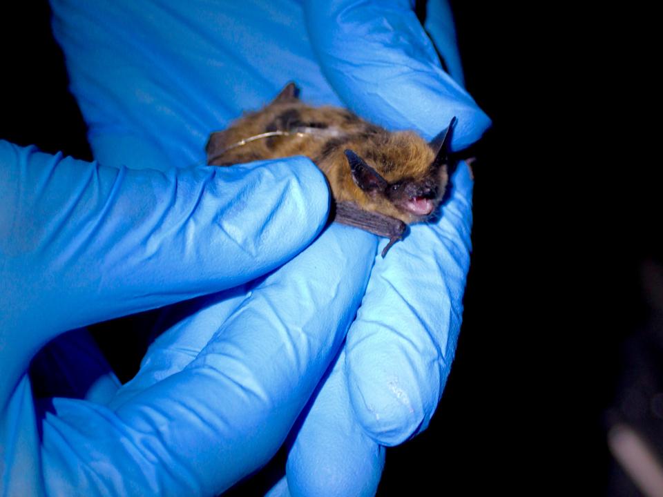 small-footed bat