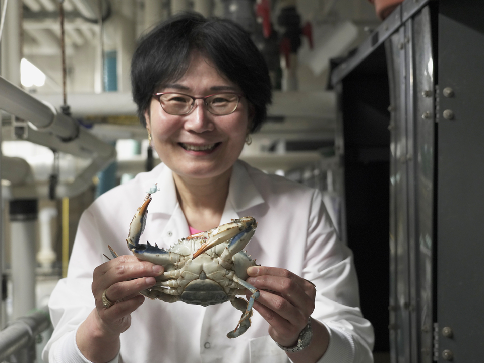 Prof Sook Chung with blue crab at IMET, Baltimore.