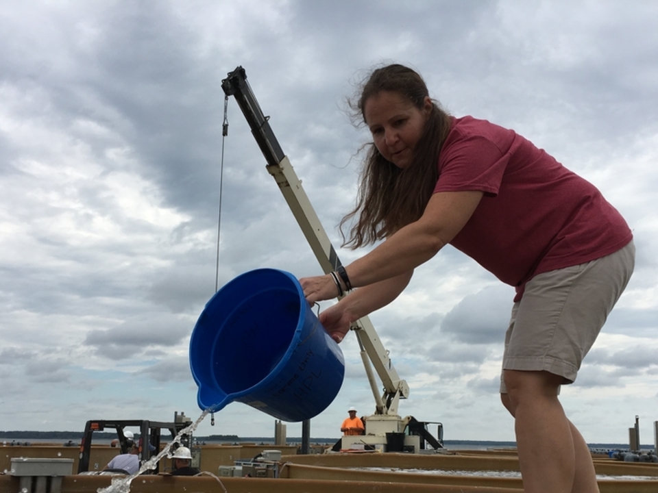 Stephanie Tobash seeds oysters in tanks at the Horn Point Laboratory's oyster pier.