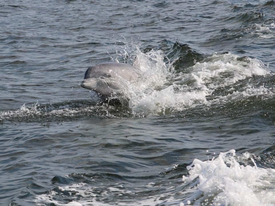 Dolphin at Point Look Out by Tania Richardson Remaly