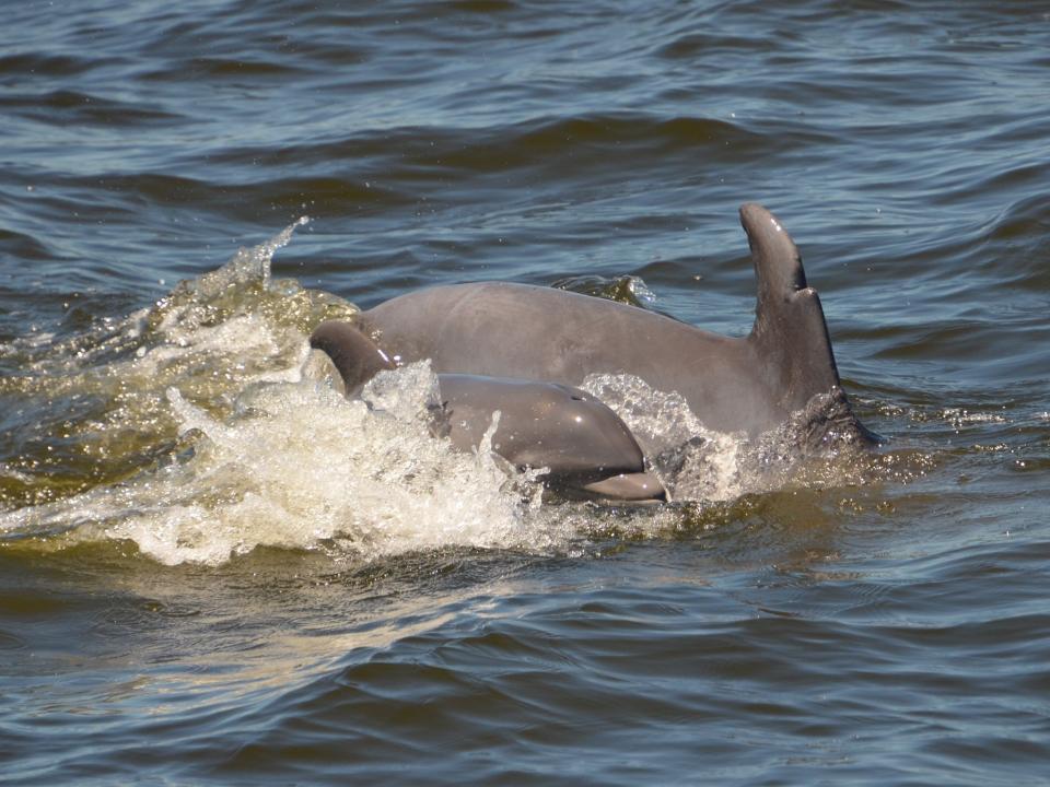 Dolphins swimming in the Patuxent River