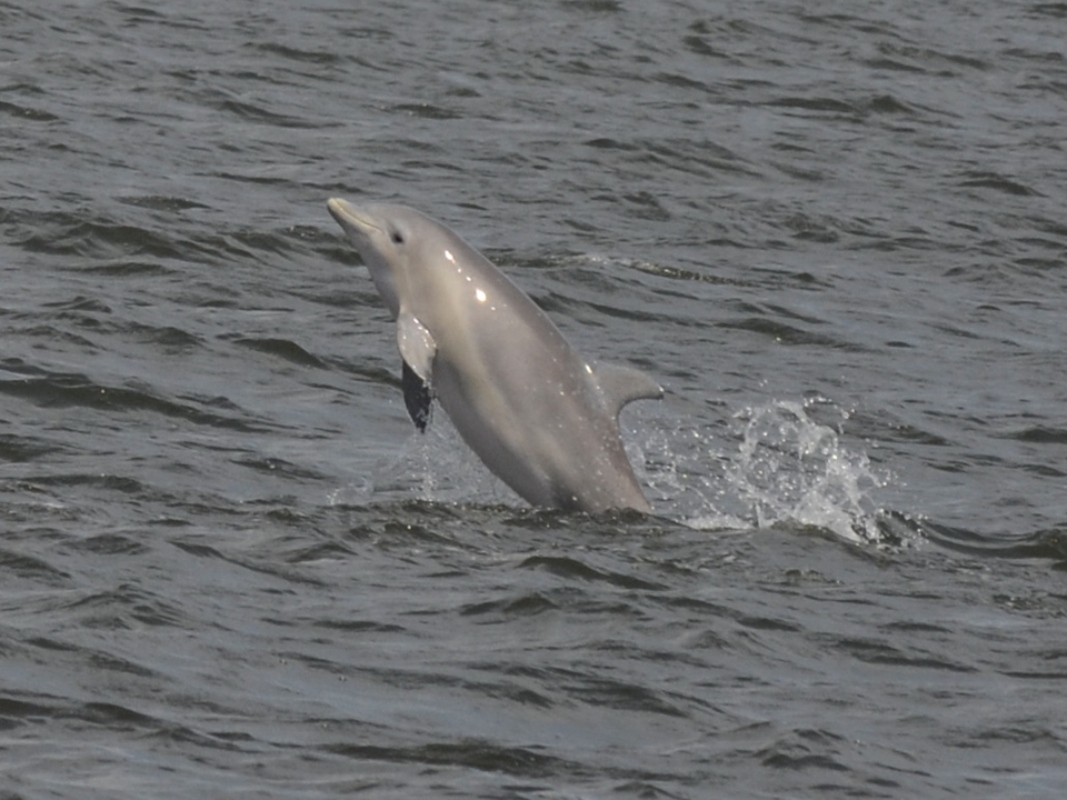 Photo of dolphin jumping from the Patuxent River