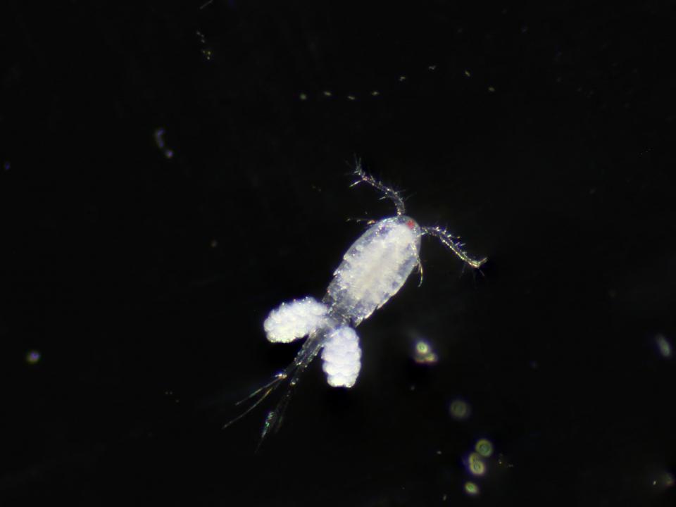 Adult female copepod, Acanthocyclops robustus, from ponds at Pickering Creek Audubon Center in Easton, MD