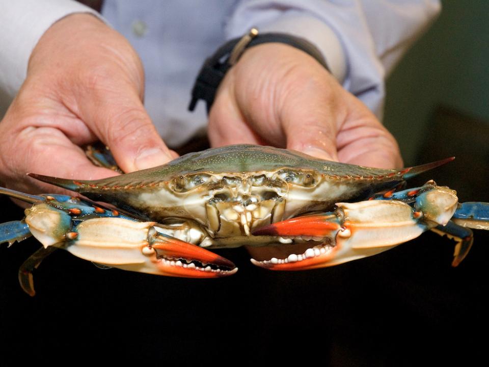 hands holding blue crab