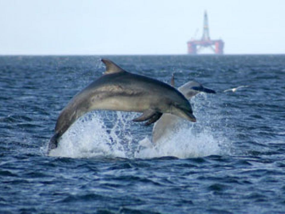 Bottlenose dolphins in the Marine Protected Area in NE Scotland (UK). 