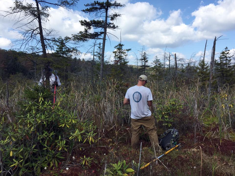 Matt Fitzpatrick scours a field for samples for research involving red spruce trees.