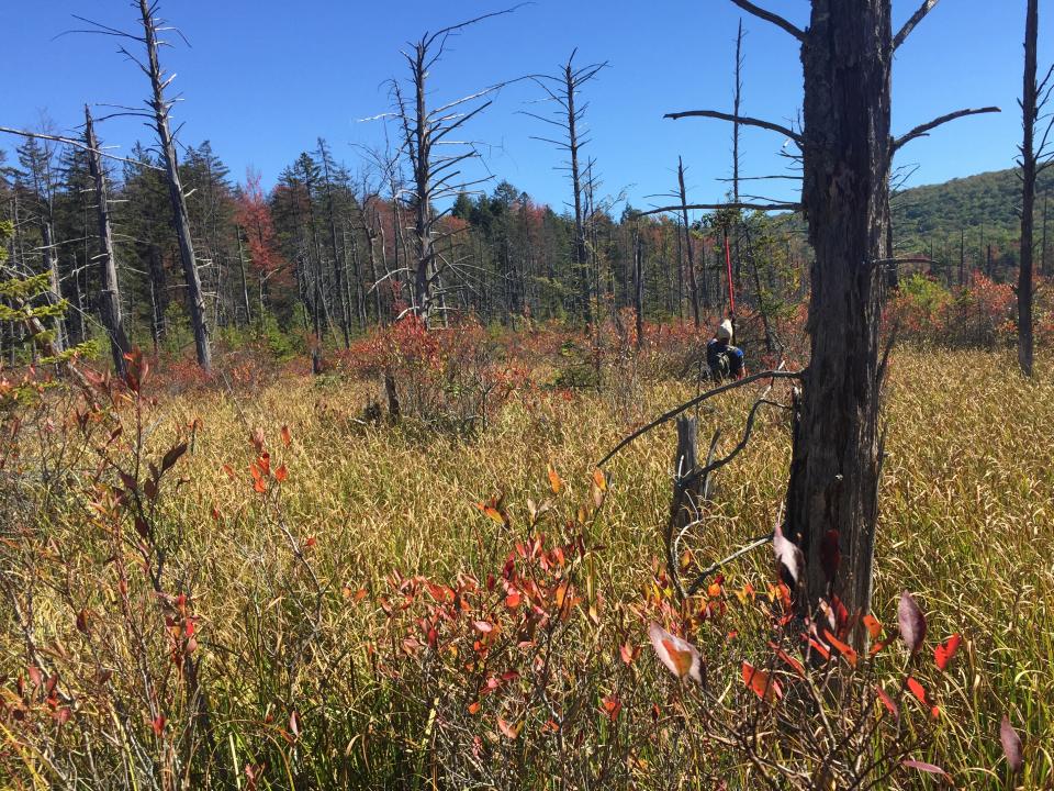 A scientist gathers samples in a forest.