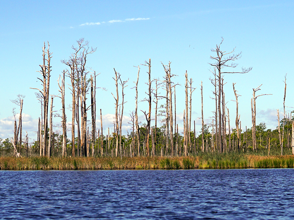 a ghost forest, barren trees along the water.
