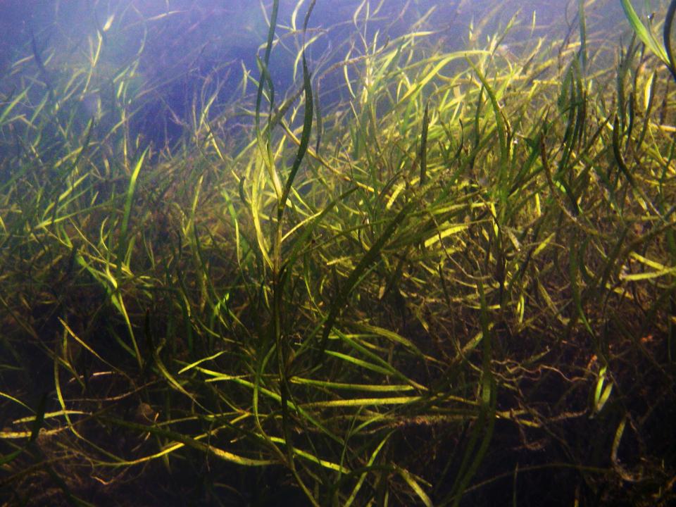 Seagrass as seen from underwater