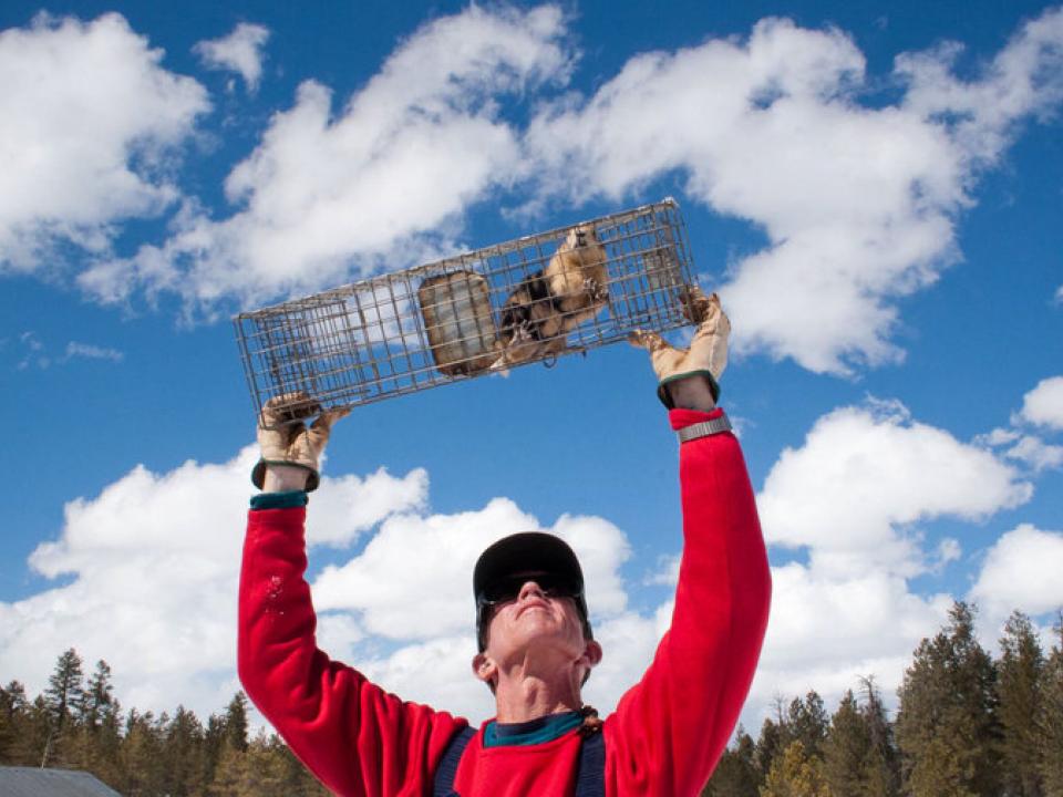 John Hoogland raises a cage to carefully inspect a prairie dog. 