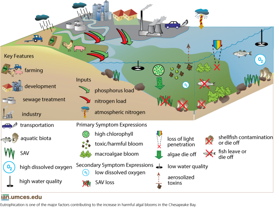 Conceptual Diagram illustrating the process that creates low oxygen levels in an estuary. Diagram from "Global Warming and the Free State"