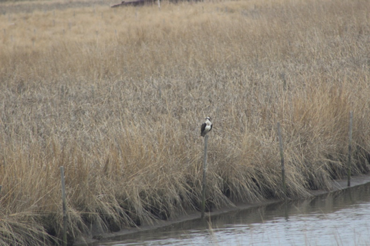 Osprey on a post in poplar island