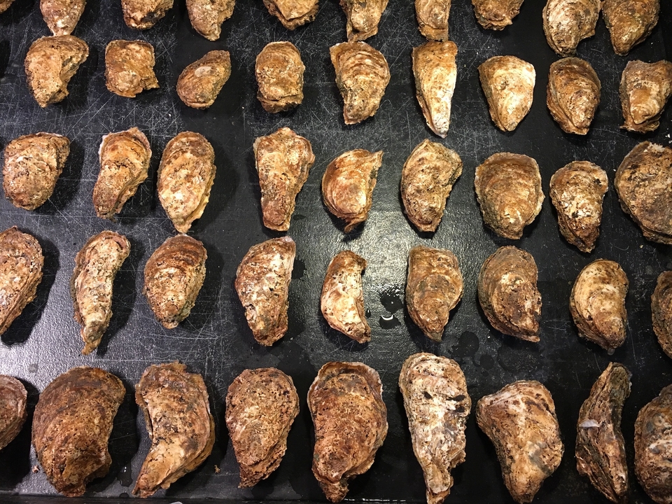 oysters on spawning table