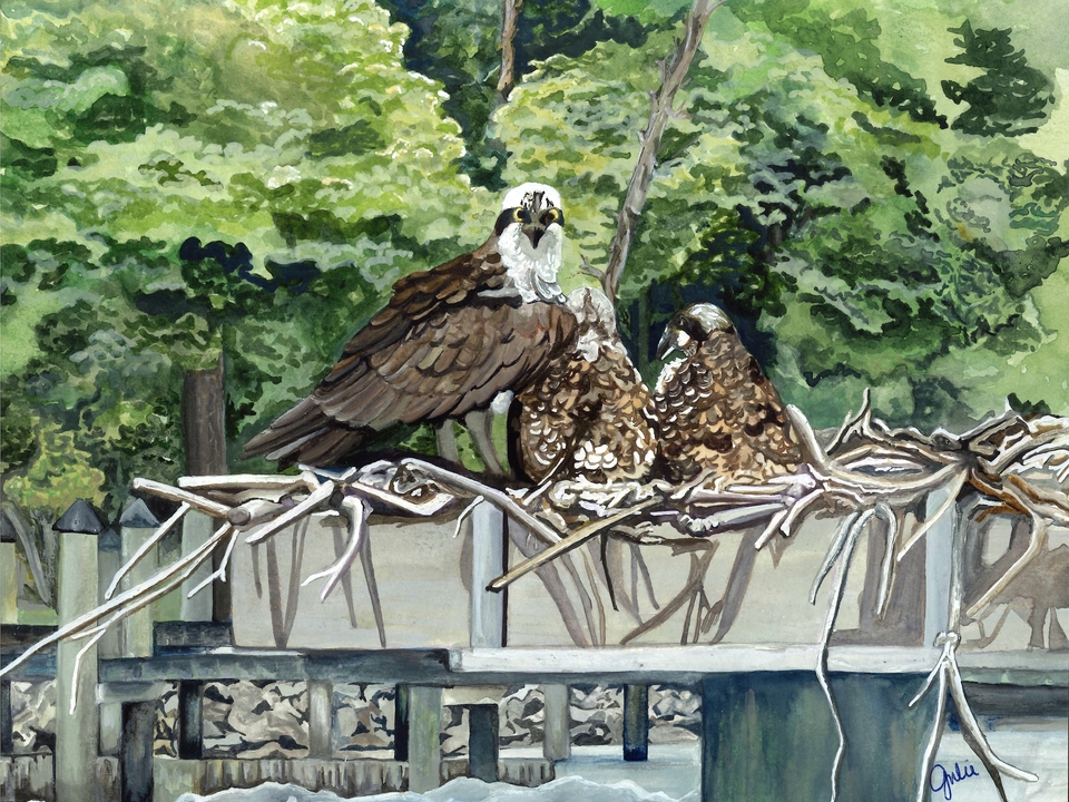 Watercolor painting of an osprey in its nest with two young osprey
