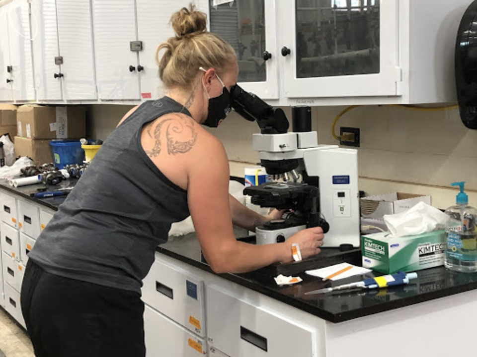 Hatchery employees count larvae under a microscope