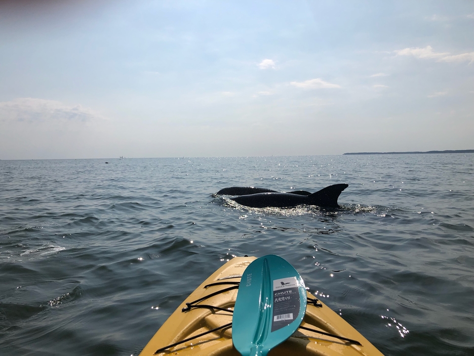 A dolphin peeks its fin out of the water in front of a kayak