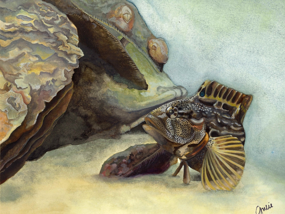A male Striped Blenny in breeding colors guarding his home. Original artwork by Julie Trommatter. 