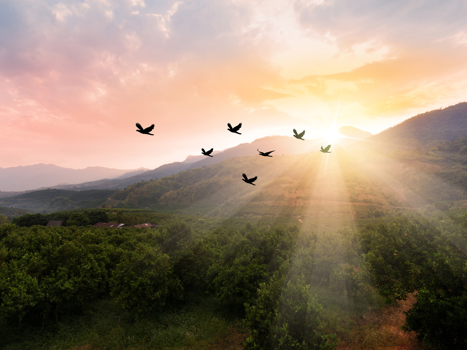 silhouettes of birds in flight near a mountain with the sun rising in the background