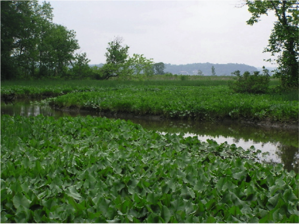 Photo of Hog Island gut within Dyke Marsh Wildlife Preserve