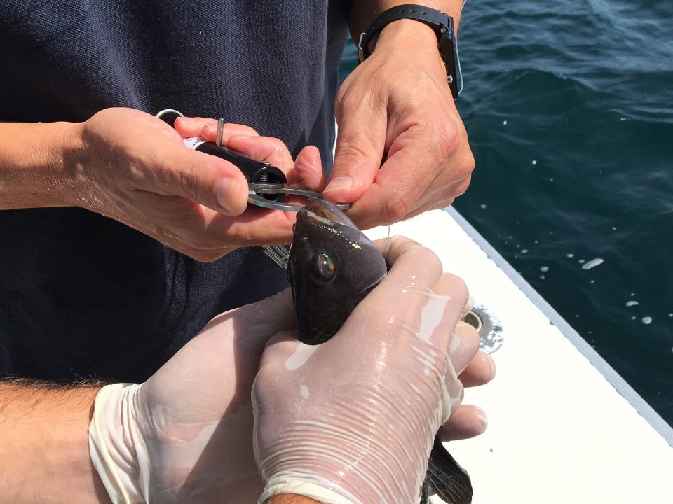 black sea bass