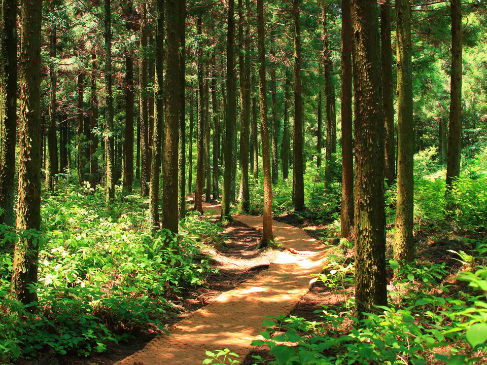 Forest of trees with a dirt path in the center