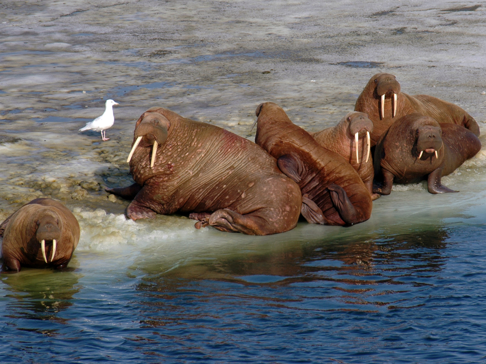 Walruses stuck on sea ice