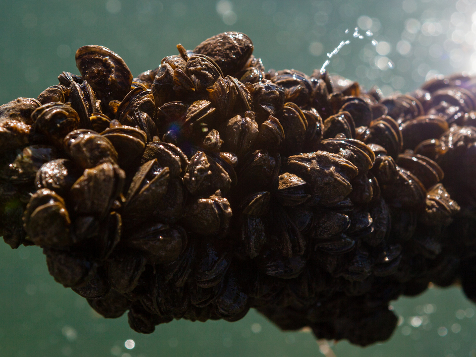 Image of metal chain encrusted with dozens zebra mussels