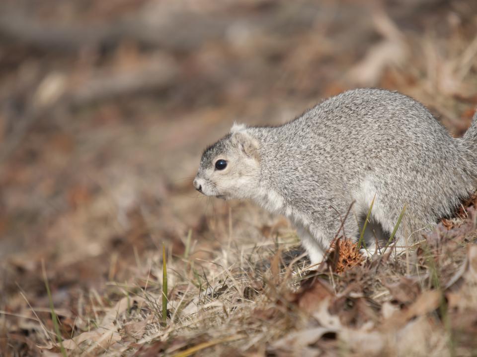 Photo of Delmarva Fox Squirrel